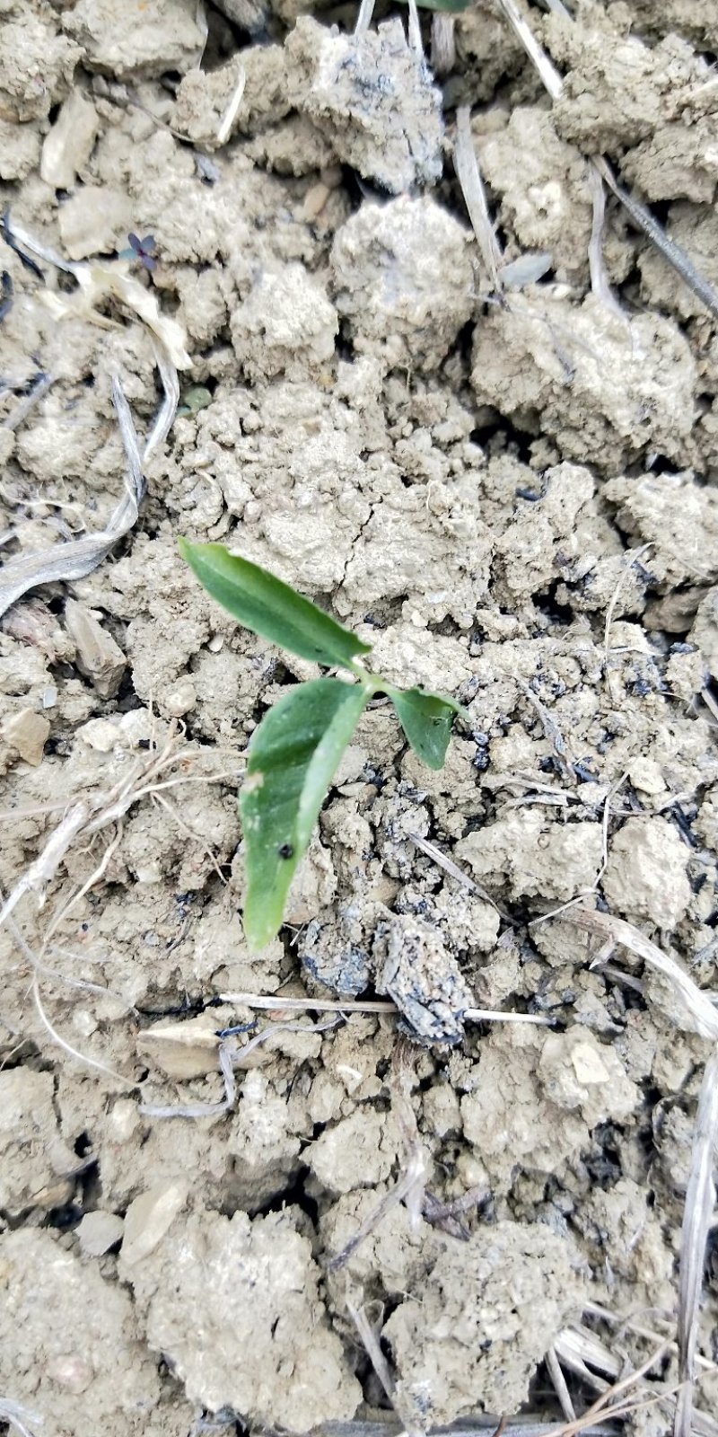 湖南野生麻皮半夏种球，可代办，代收，量大从优
