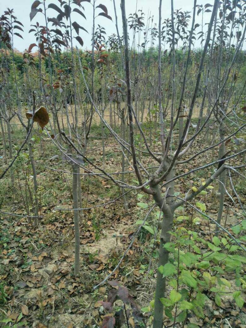 3的红宝石海棠