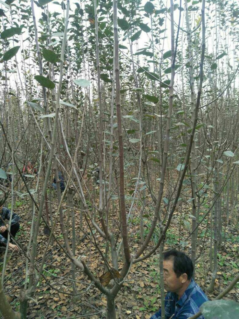 3的绚丽海棠