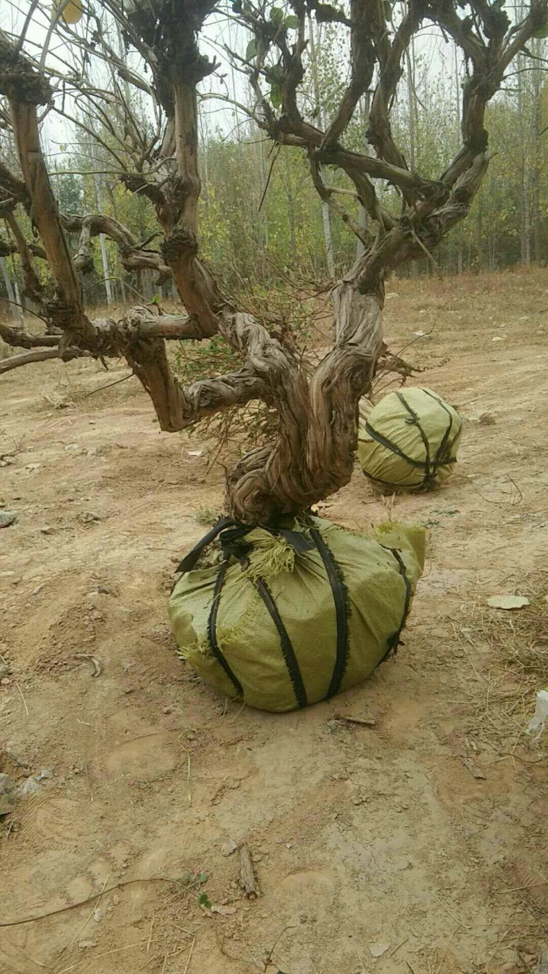 金银花树