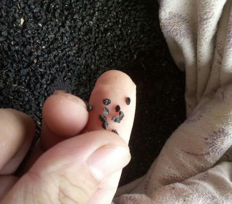 洋葱种子球葱圆葱玉葱四季可播