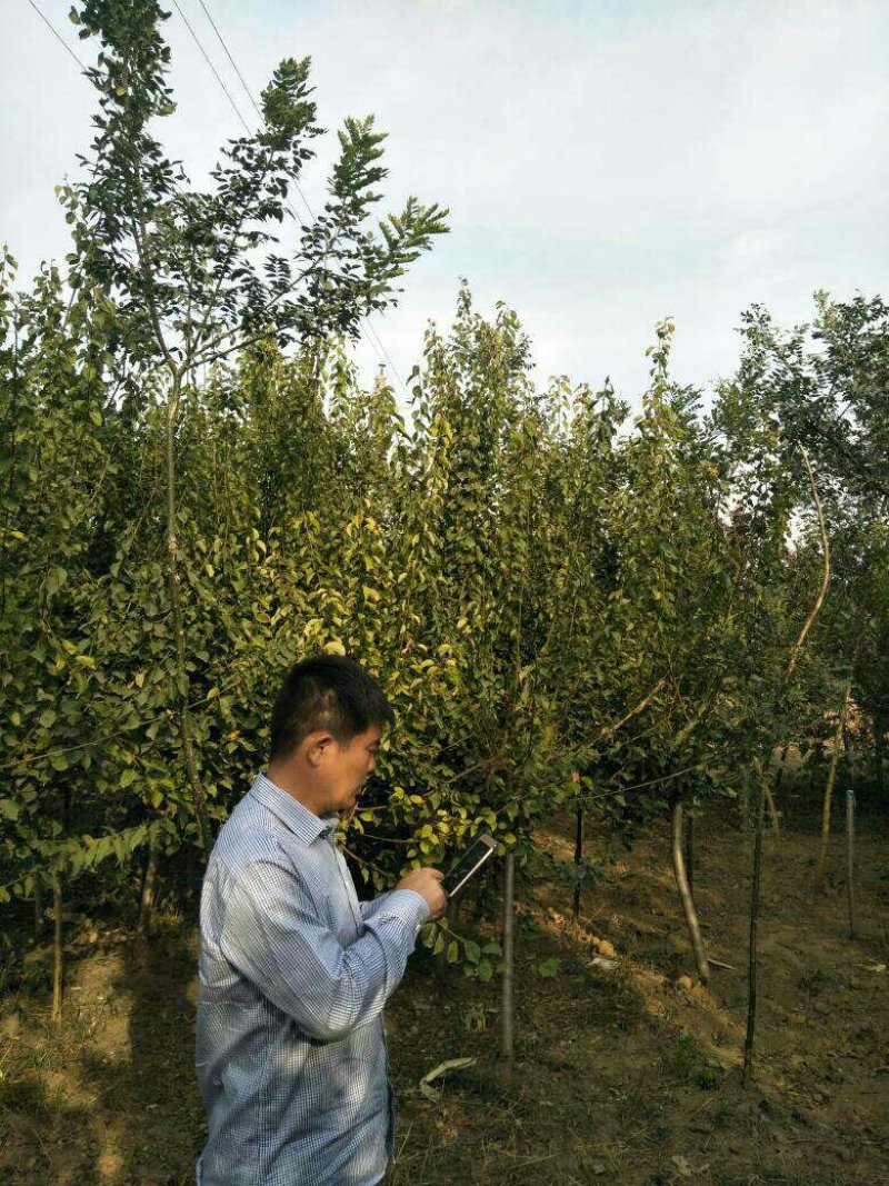 7的红梅