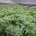 华重楼露天驯化苗免费提供专业技术跟踪包回收