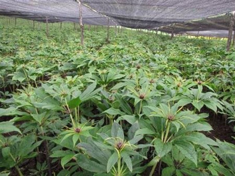 华重楼露天驯化苗免费提供专业技术跟踪包回收