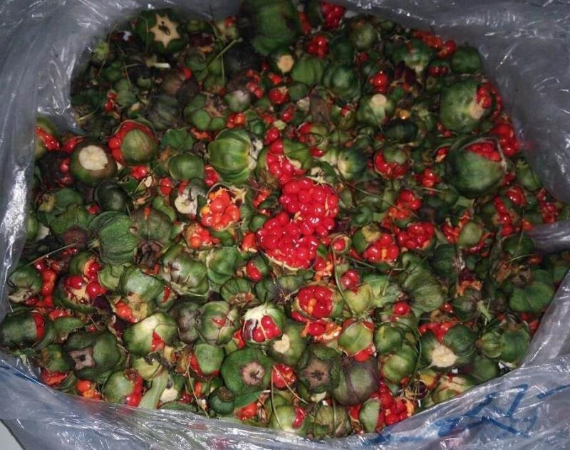 华重楼种子颗颗饱满发芽率高出苗快提供对应技术下单秒发