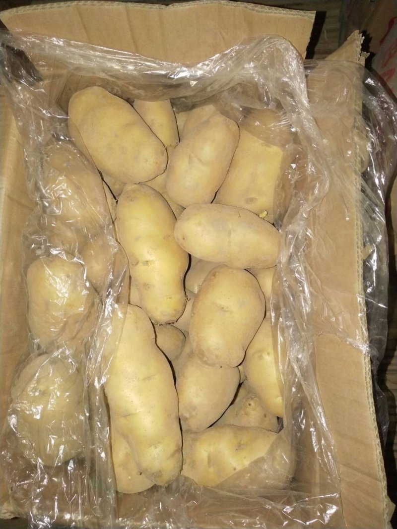 荷兰十五土豆，希森土豆，沃土土豆精品冷库土豆，保证质量规