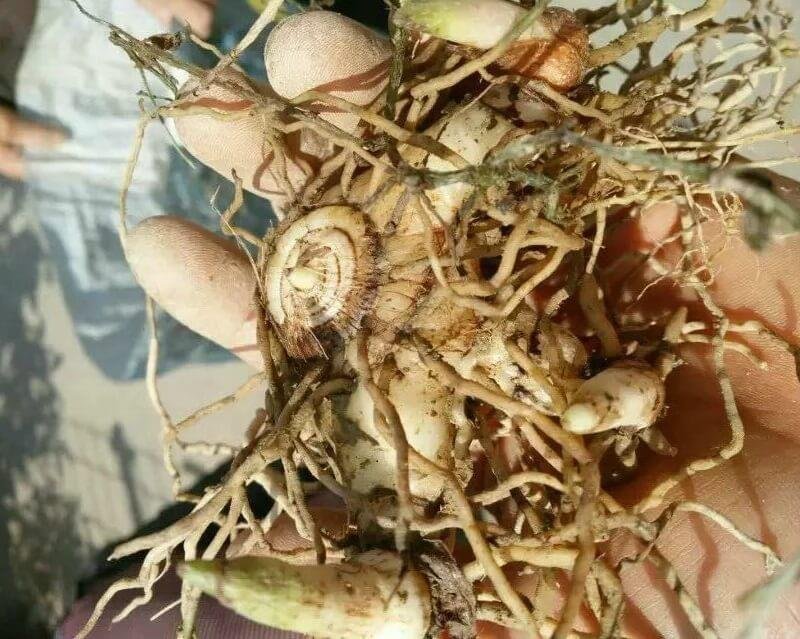 白芨种块茎，白芨种茎，紫花三白芨块茎批发，包技术，包回收