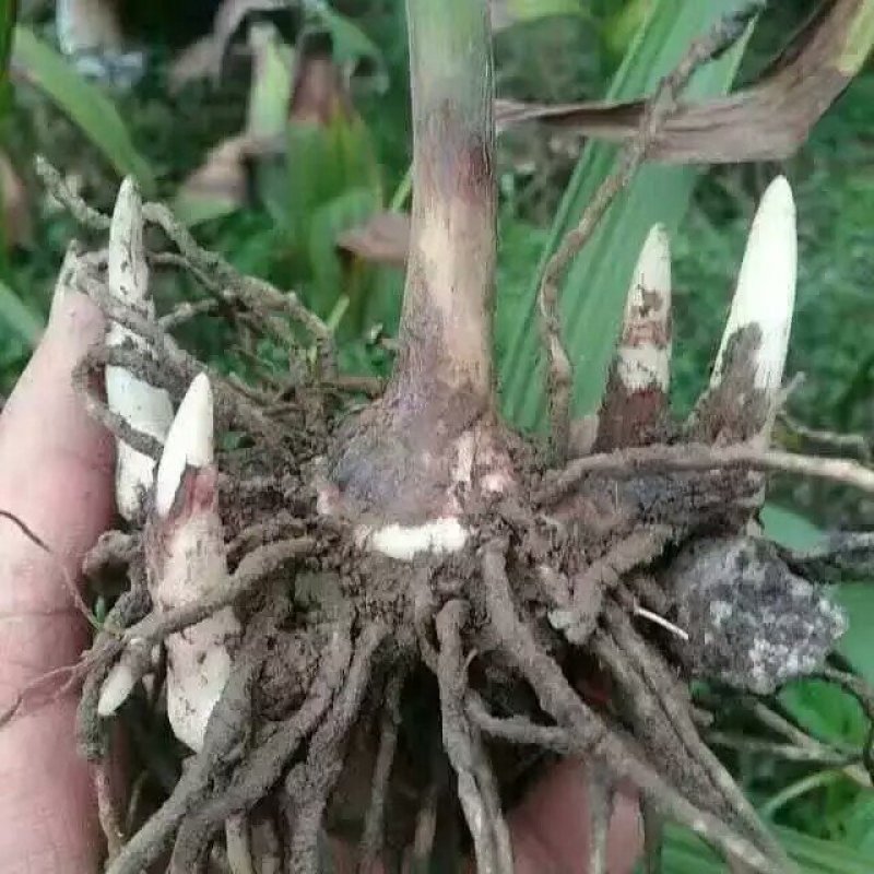 白芨种块茎，白芨种茎，紫花三白芨块茎批发，包技术，包回收