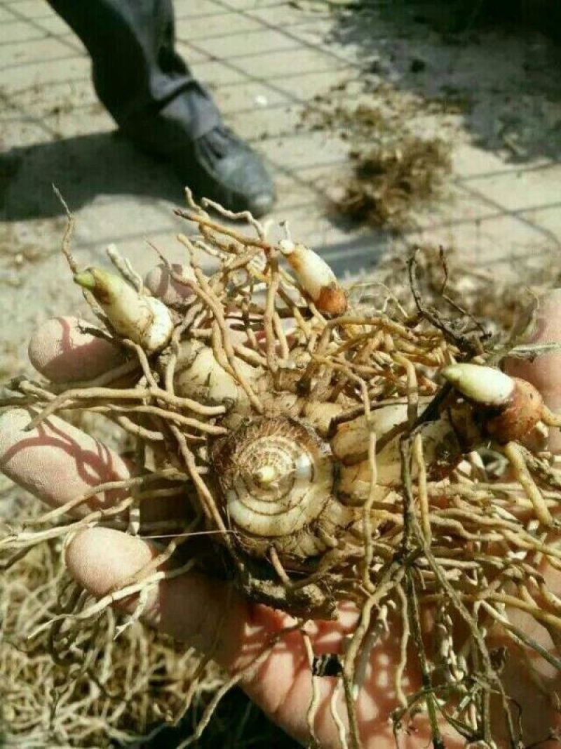 白芨种块茎，白芨种茎，紫花三白芨块茎批发，包技术，包回收