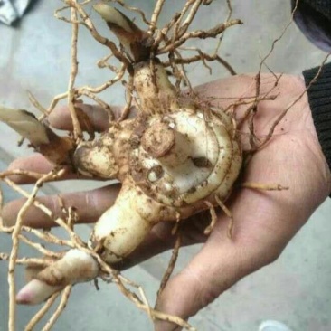 白芨种块茎，白芨种茎，紫花三白芨块茎批发，包技术，包回收