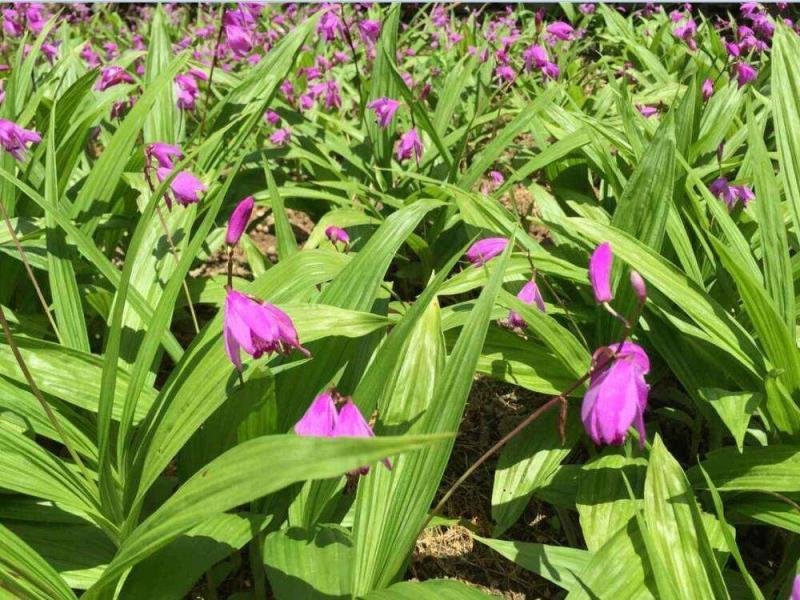 白芨种块茎，白芨种茎，紫花三白芨块茎批发，包技术，包回收