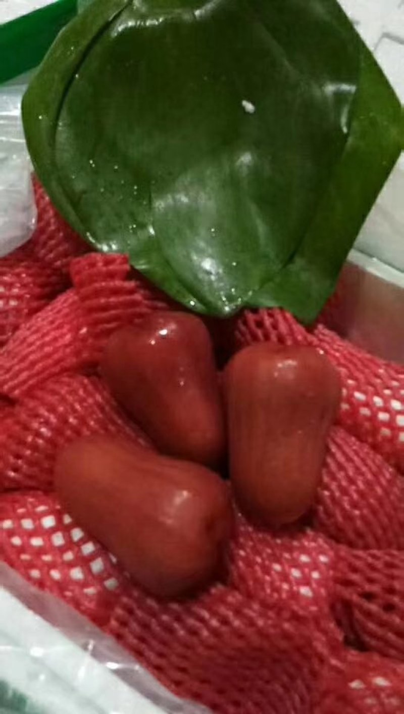 莲雾