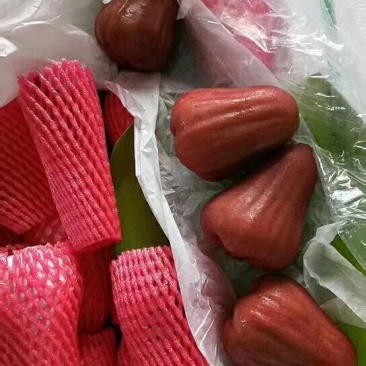 莲雾