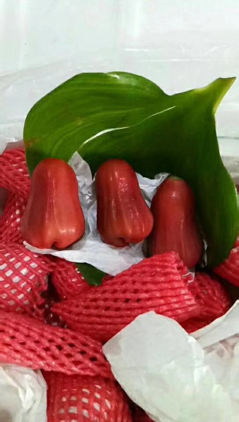 莲雾
