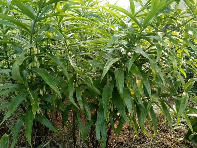 多花姜形不倒苗黄精种子黄精净籽全国代发免费提供技术
