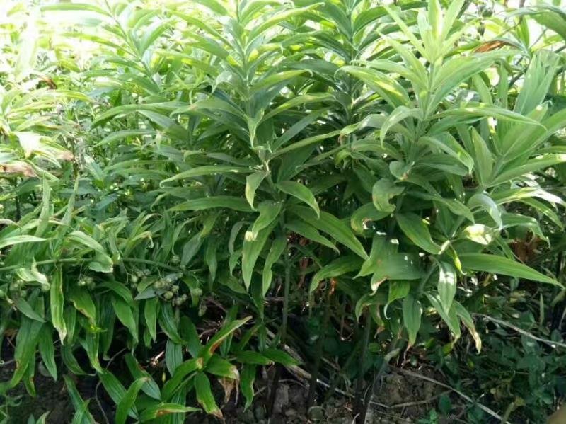 多花姜形不倒苗黄精种子黄精净籽全国代发免费提供技术