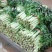 湖北潘家湾童威红叶莴笋皮薄肉多