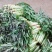湖北潘家湾童威红叶莴笋皮薄肉多