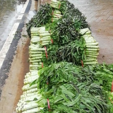 湖北潘家湾童威红叶莴笋皮薄肉多