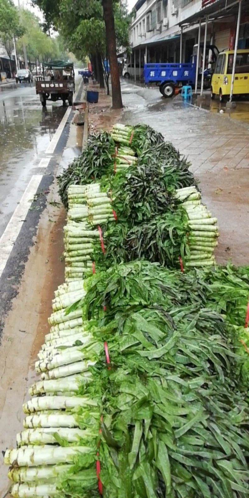 湖北潘家湾童威红叶莴笋皮薄肉多