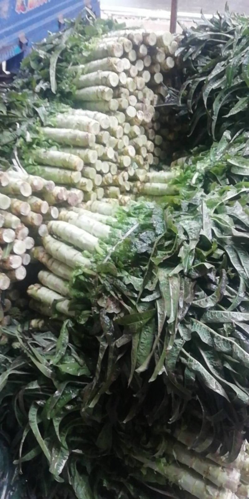 湖北潘家湾童威红叶莴笋皮薄肉多