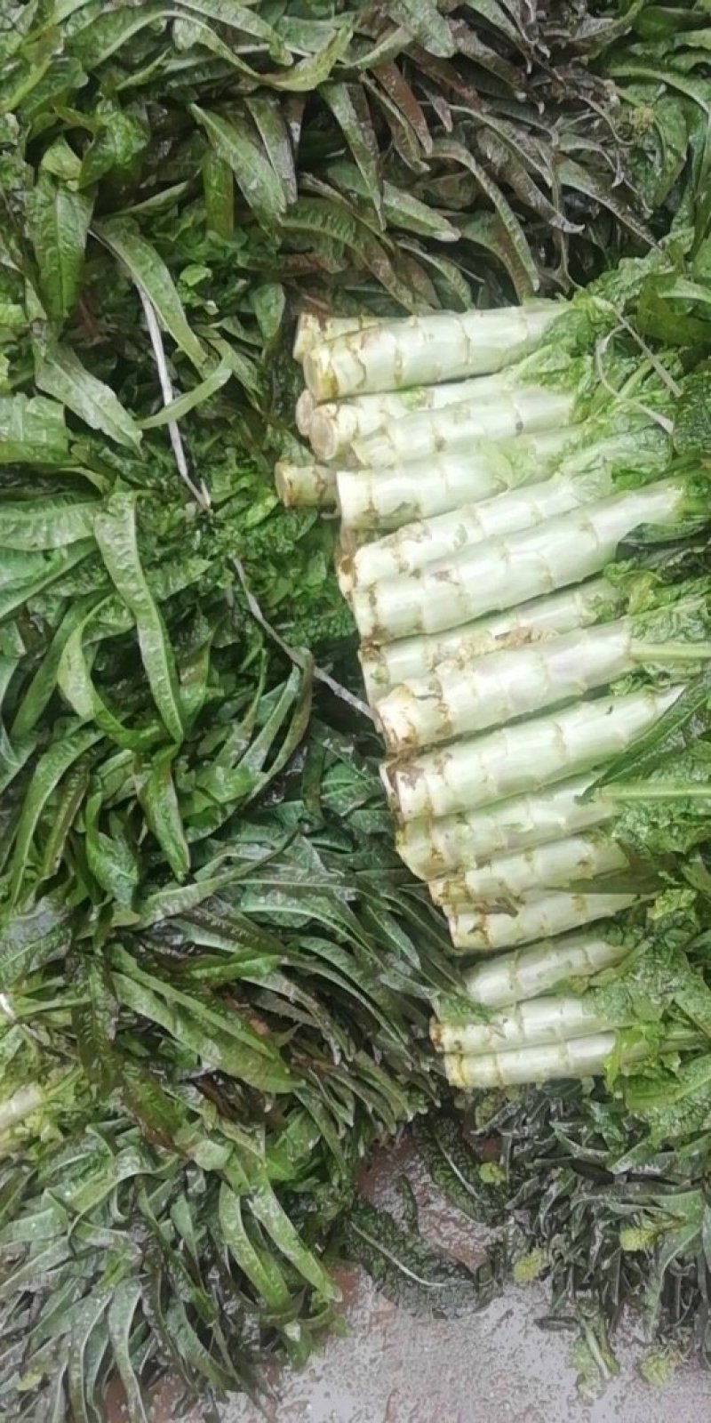 湖北潘家湾童威红叶莴笋皮薄肉多