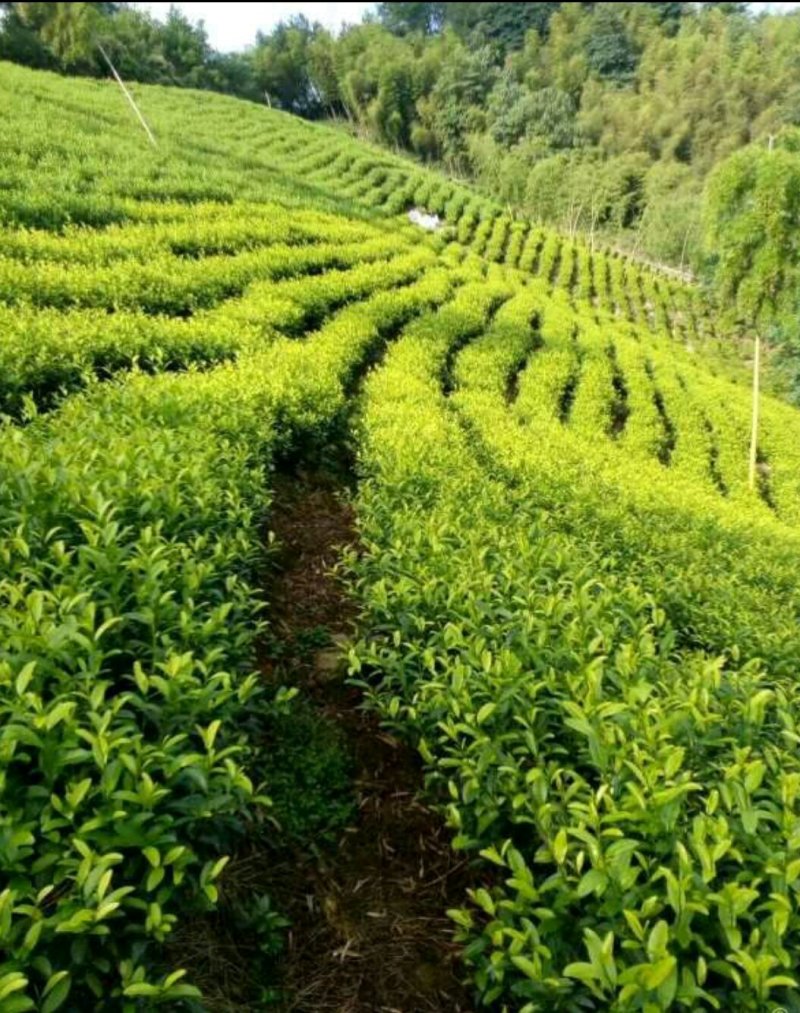 安吉白茶