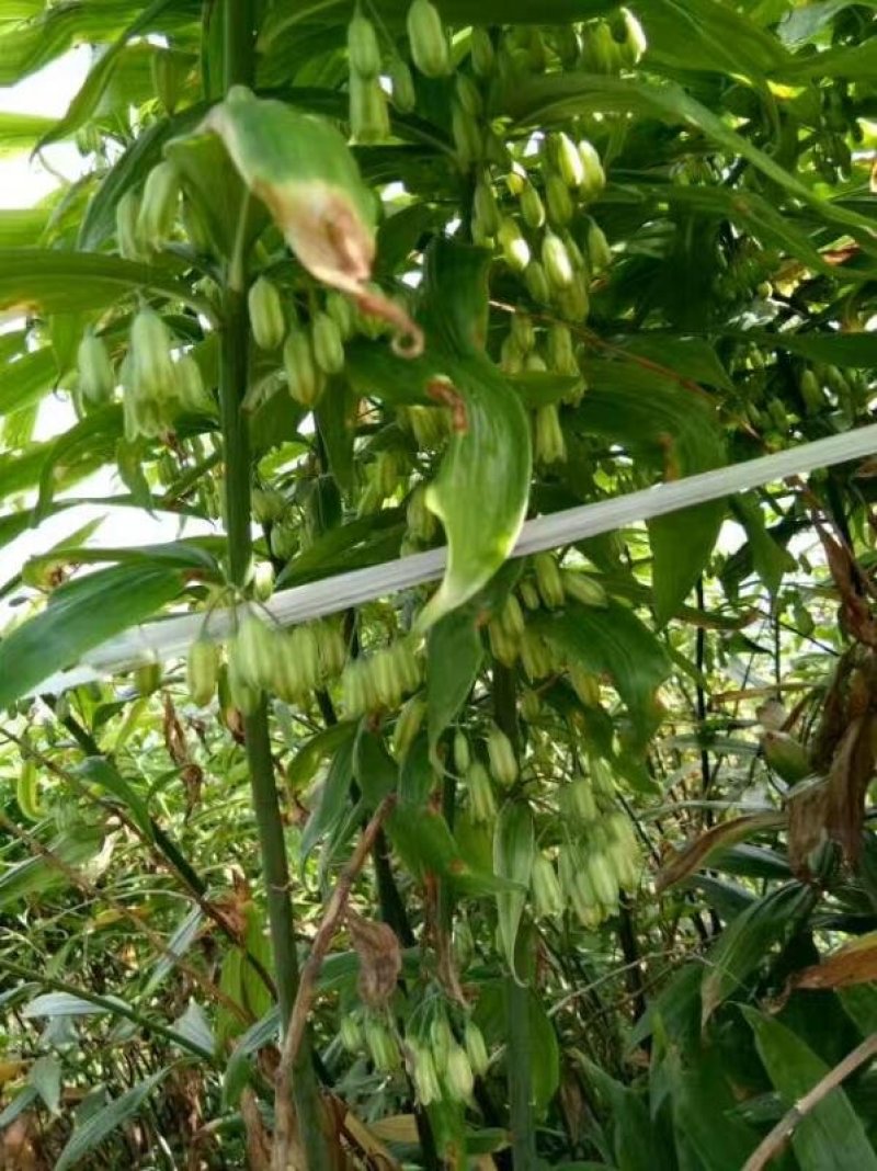 黄精种苗，黄精苗，四川多花姜型不倒苗，黄精种批发，包技术