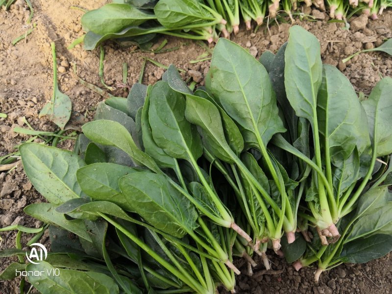 精品菠菜20一25公分