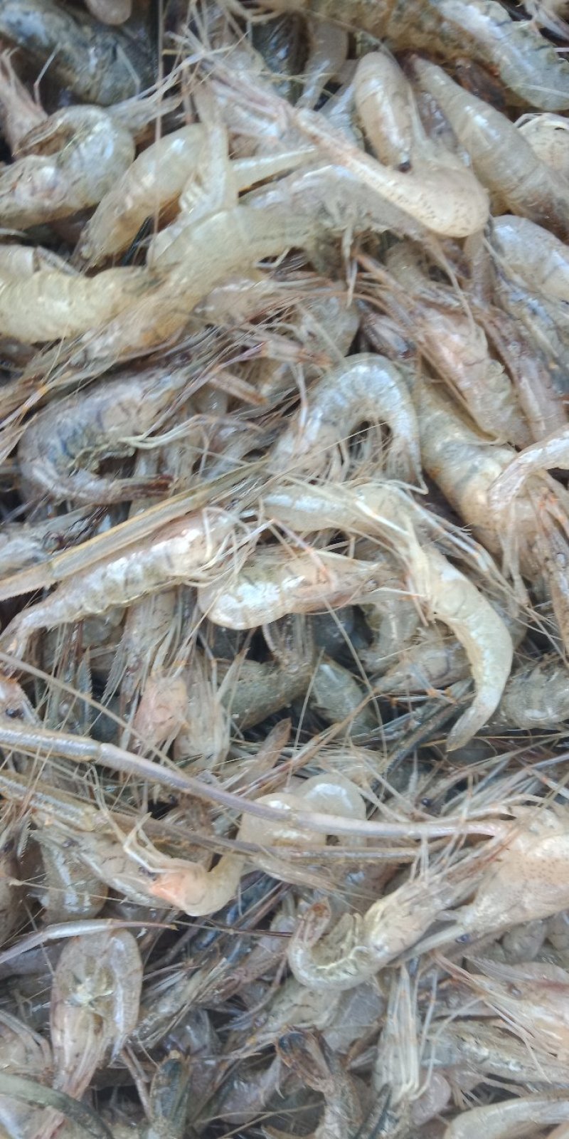 鸭绿江速冻河虾产地一手货源直发量大质优欢迎选购