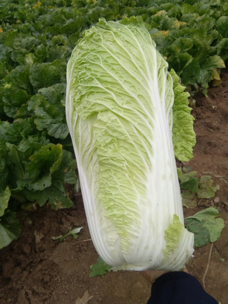 商河大白菜北京3号产地直发质量保证一手货源全国发货