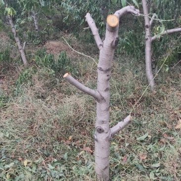 占地桃树嫁接占地桃树存活率高代发全国