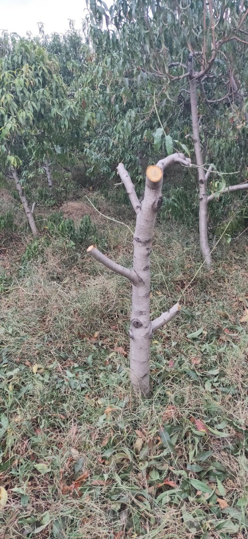 占地桃树嫁接占地桃树存活率高代发全国