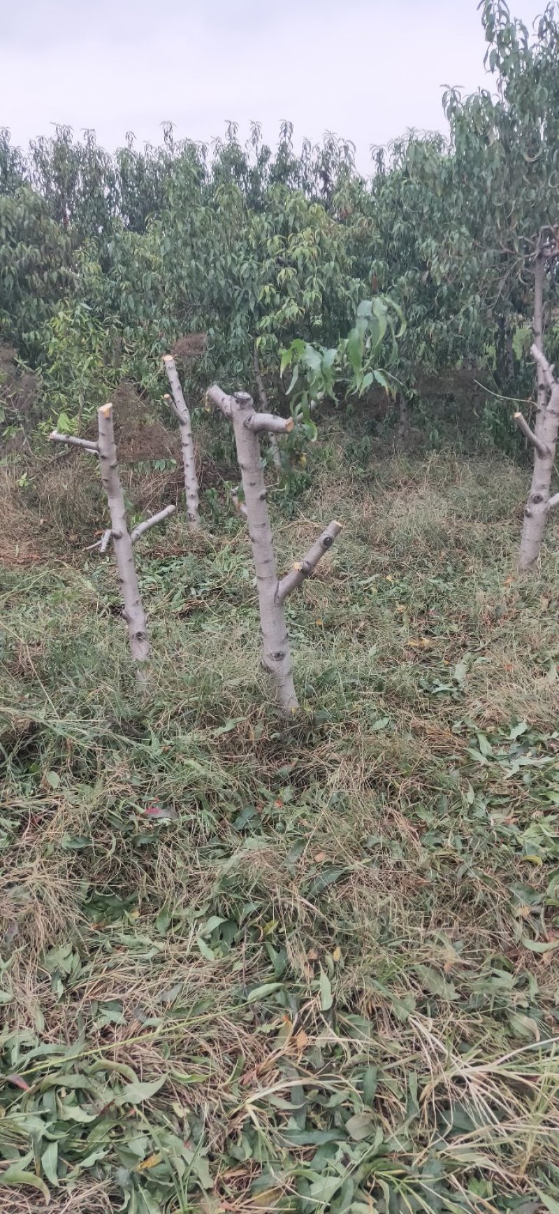 占地桃树嫁接占地桃树存活率高代发全国