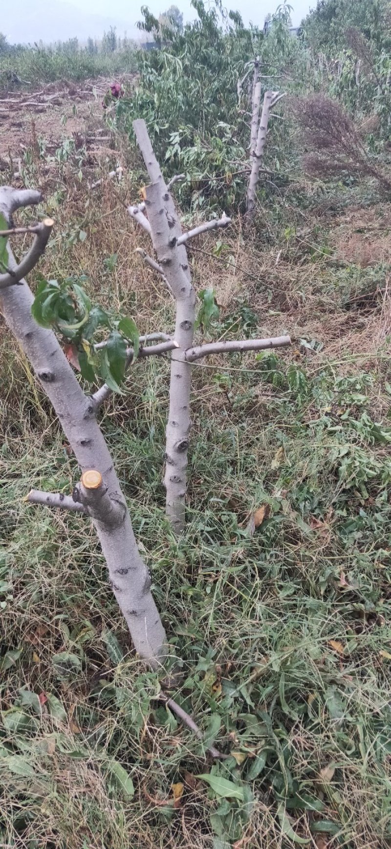 占地桃树嫁接占地桃树存活率高代发全国