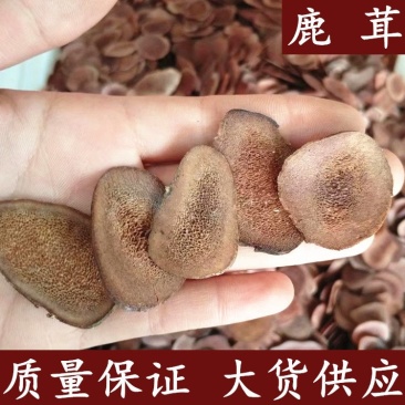 鹿茸正品产地东北中药材鹿茸质量保证无条件退货包邮