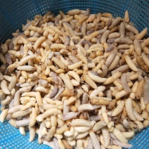 蜂蛹