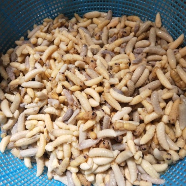 蜂蛹
