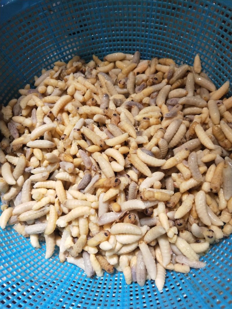 蜂蛹