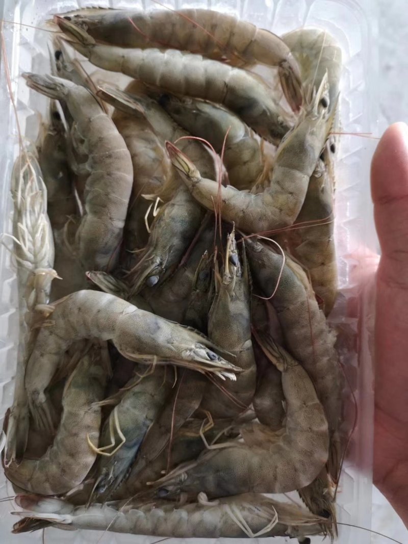 大虾酱，鲜活大虾绞制而成