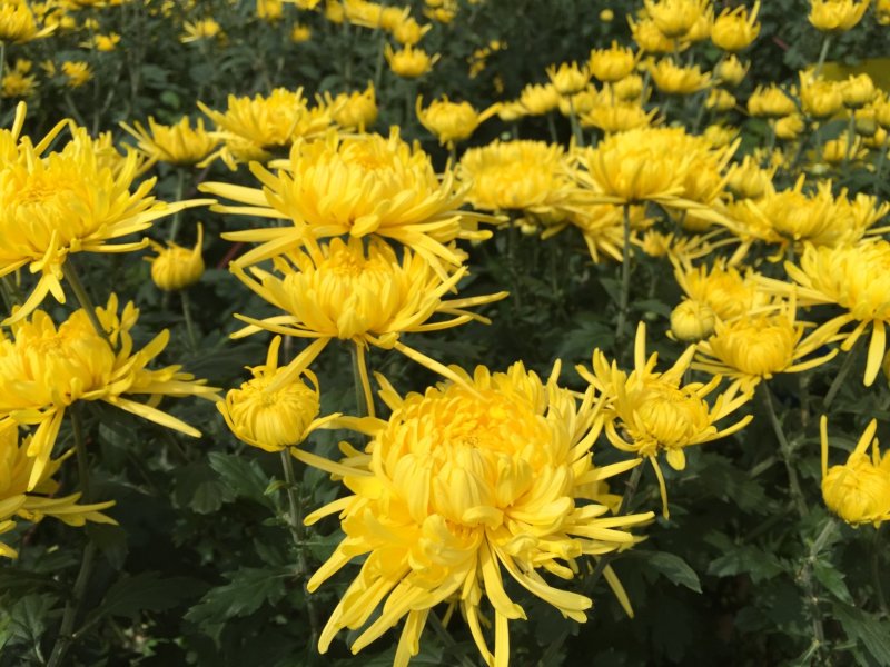 金丝皇菊、高原金丝皇菊、贵安尚菊