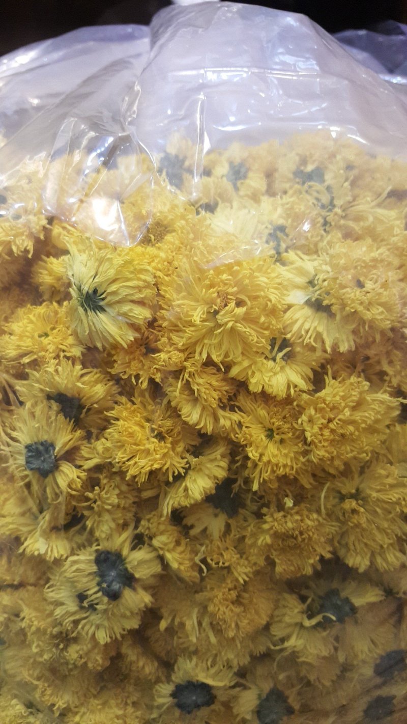 金丝皇菊、高原金丝皇菊、贵安尚菊