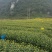 金丝皇菊、高原金丝皇菊、贵安尚菊