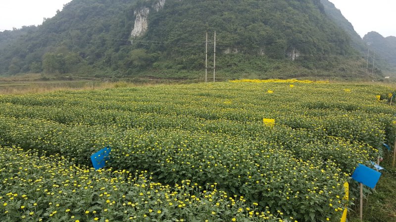 金丝皇菊、高原金丝皇菊、贵安尚菊