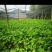 缬草苗