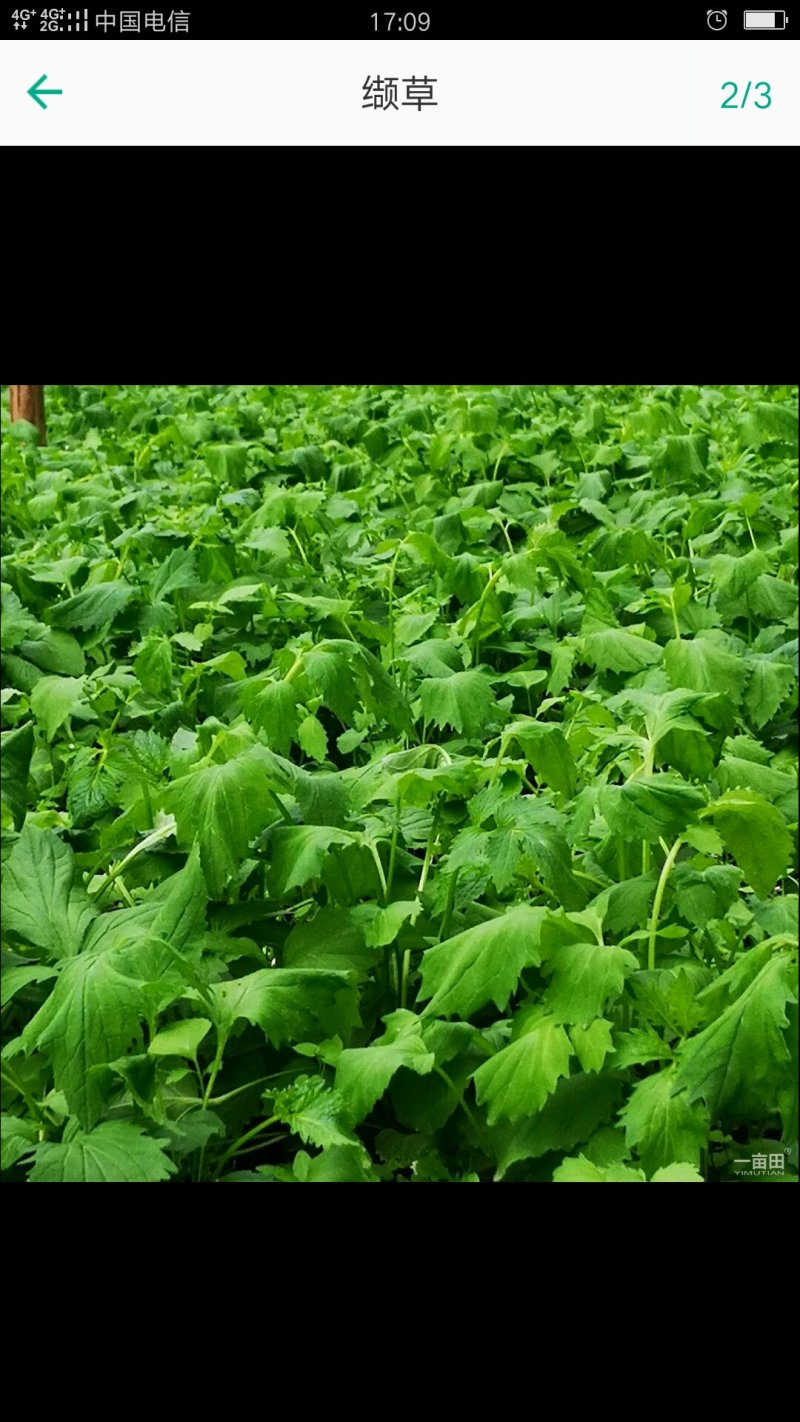 缬草苗