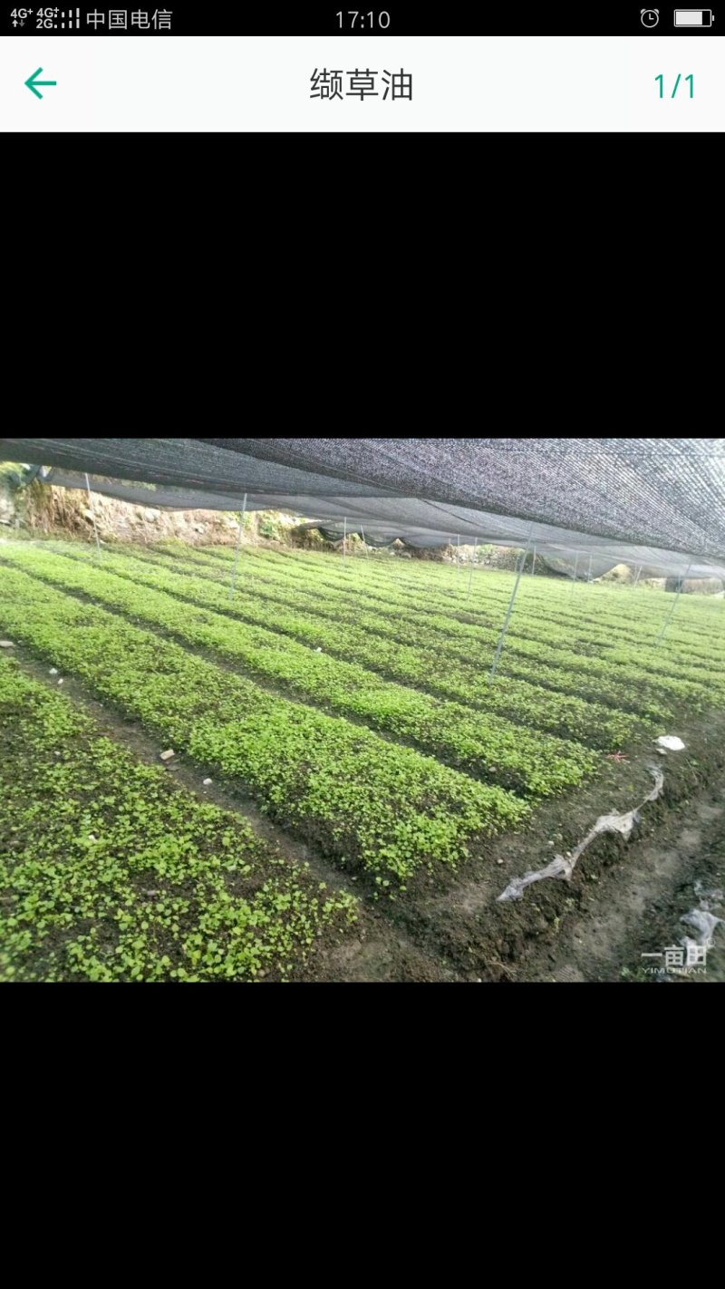 缬草苗