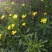 黄冠菊