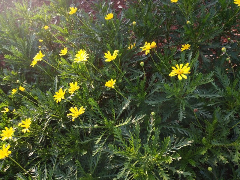 黄冠菊
