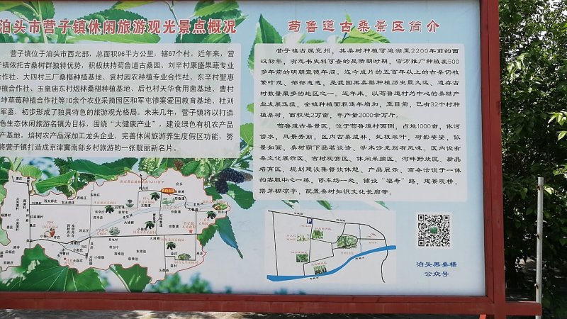 桑葚酵素